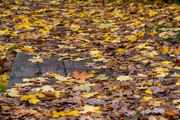 autumn leaves on the ground