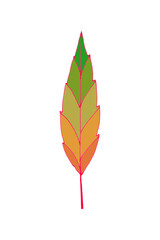 autumn leaf, graphic color sketch on white background