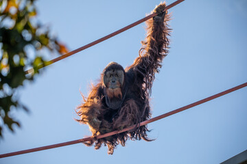Orangutans are great apes native to Indonesia and Malaysia © Nicole