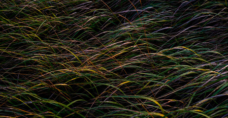 kolory naturalnej trawy