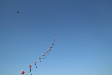 Kite