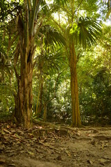 Fototapeta premium The old Mayan ruins of Tikal in the jungle of Guatemala, Central America