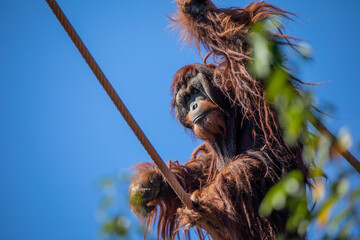 Obraz premium Orangutans are great apes native to Indonesia and Malaysia