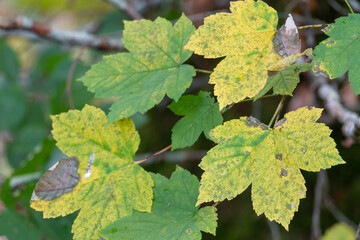 Green and yellow autumn leaves