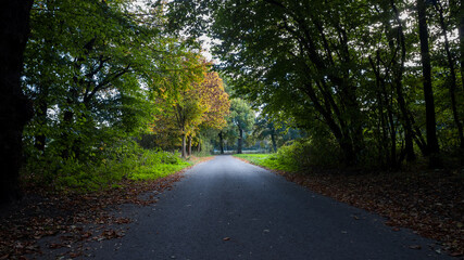 Autumn time of the year in the forest and in the natural landscape