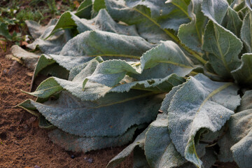 Mullein leaves