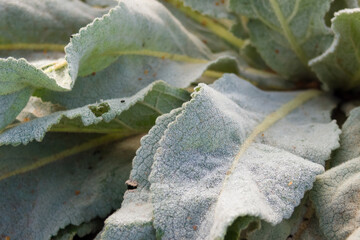Mullein leaves