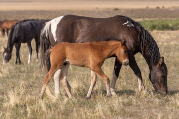 Fototapeta na wymiar Wild Horse Mare and Her Foal in Utah in Spring