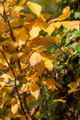 Autumn leaves on a tree