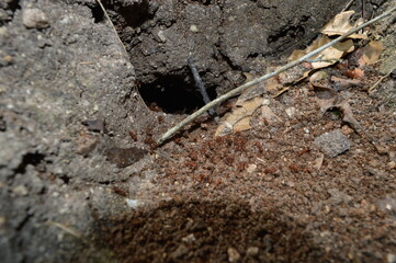 The old Mayan ruins of Tikal in the jungle of Guatemala, Central America
