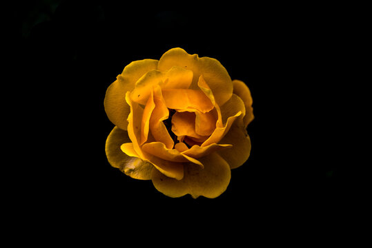 Single yellow rose close up seen from above on a black background