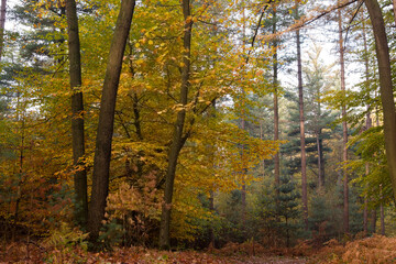 Autumn time of the year in the forest and in the natural landscape
