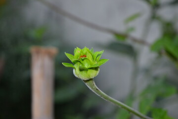 bud of a flower