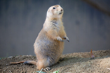 Prairie dogs are a genus of ground squirrels that live in short-grass prairies