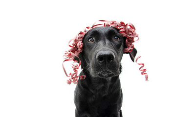 Black labrador dog present for christmas, birthday or anniversary, wearing a red decoration on...