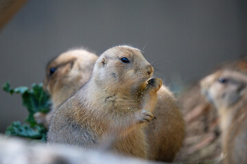 Prairie dogs are a genus of ground squirrels that live in short-grass prairies