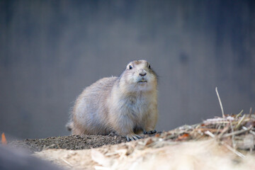 Prairie dogs are a genus of ground squirrels that live in short-grass prairies
