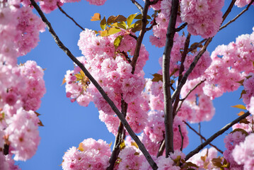 Migdałek trójklapowy, różowe drzewo na tle niebieskiego nieba