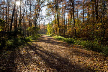 Autumn time of the year in the forest and in the natural landscape