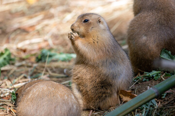 Prairie dogs are a genus of ground squirrels that live in short-grass prairies