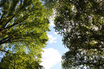 Foliage Tree Green Leaves Nature landscape NYC Central Park