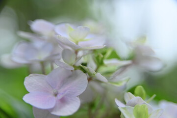 Close-up of beautiful Hydrangea Macrophylla in bloom with a blurred background in the garden against the blurred background.