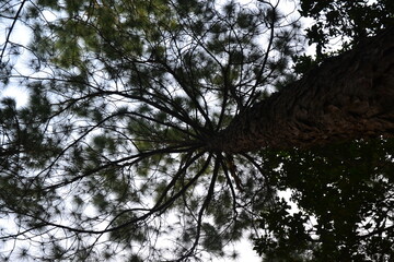 Trees, sunshine, clouds and sky background.