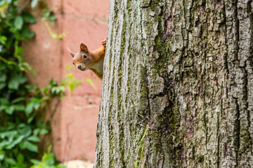 Eichhörnchen schaut neugierig