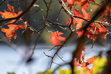 red autumn leaves