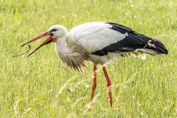 Storch beim fressen