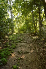 Obraz premium The stunning ancient Mayan Temple city of Tikal in the jungles of Guatemala, Central America