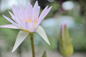 Selective focus on Close-up of beautiful lotus petals in the foreground against the blurred background.