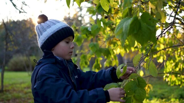 A child in the autumn Park plays and laughs merrily, he plays with yellow leaves and Rowan berries. Sunny autumn day in the Park