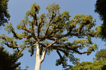 The stunning ancient Mayan Temple city of Tikal in the jungles of Guatemala, Central America
