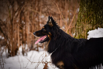Bohemian Shepherd Dog is standing in snow. Winter photo from czech castle Konopiste. I love dogs on snow.