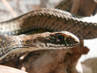  closeup of a head/eye of a snake, Malpolon monspessulanus, montpellier snake
 