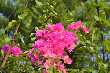 Obraz premium pink flowers in the garden