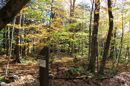 autumn forest in the forest