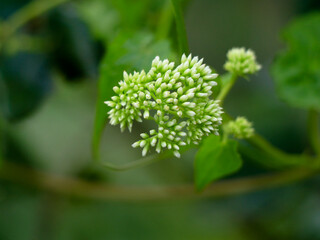 Tiny white flowers of mikania scandens or climbing hempweed