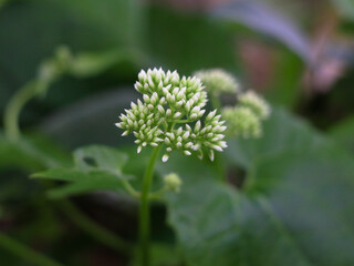 Tiny white flowers of mikania scandens or climbing hempweed