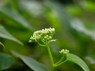 Tiny white flowers of mikania scandens or climbing hempweed