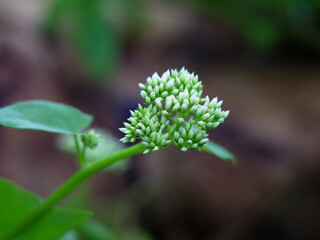 Tiny white flowers of mikania scandens or climbing hempweed