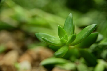 Selective focus on the succulent plants. Close-up of succulent plants in the garden against the blurred background.