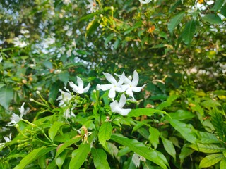 White flowers on the green tree