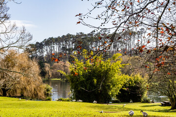 Ducks, birds, swans and geese frolic in and around the pond. Western Springs Duck Pond, Auckland,...