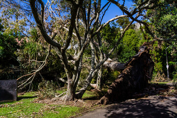 Fototapeta na wymiar Damage caused to Western Springs Duck Pond after a storm, Auckland, New Zealand