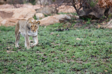 Lioness hunting in a rocky area in Nkomazi Game Reserve near the city of Badplaas in South Africa
