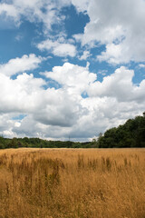 Fototapeta na wymiar brown golden summer meadow blue sky with clouds