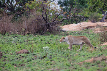 Lioness hunting in a rocky area in Nkomazi Game Reserve near the city of Badplaas in South Africa