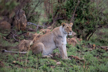 Fototapeta na wymiar Lioness hunting in a rocky area in Nkomazi Game Reserve near the city of Badplaas in South Africa